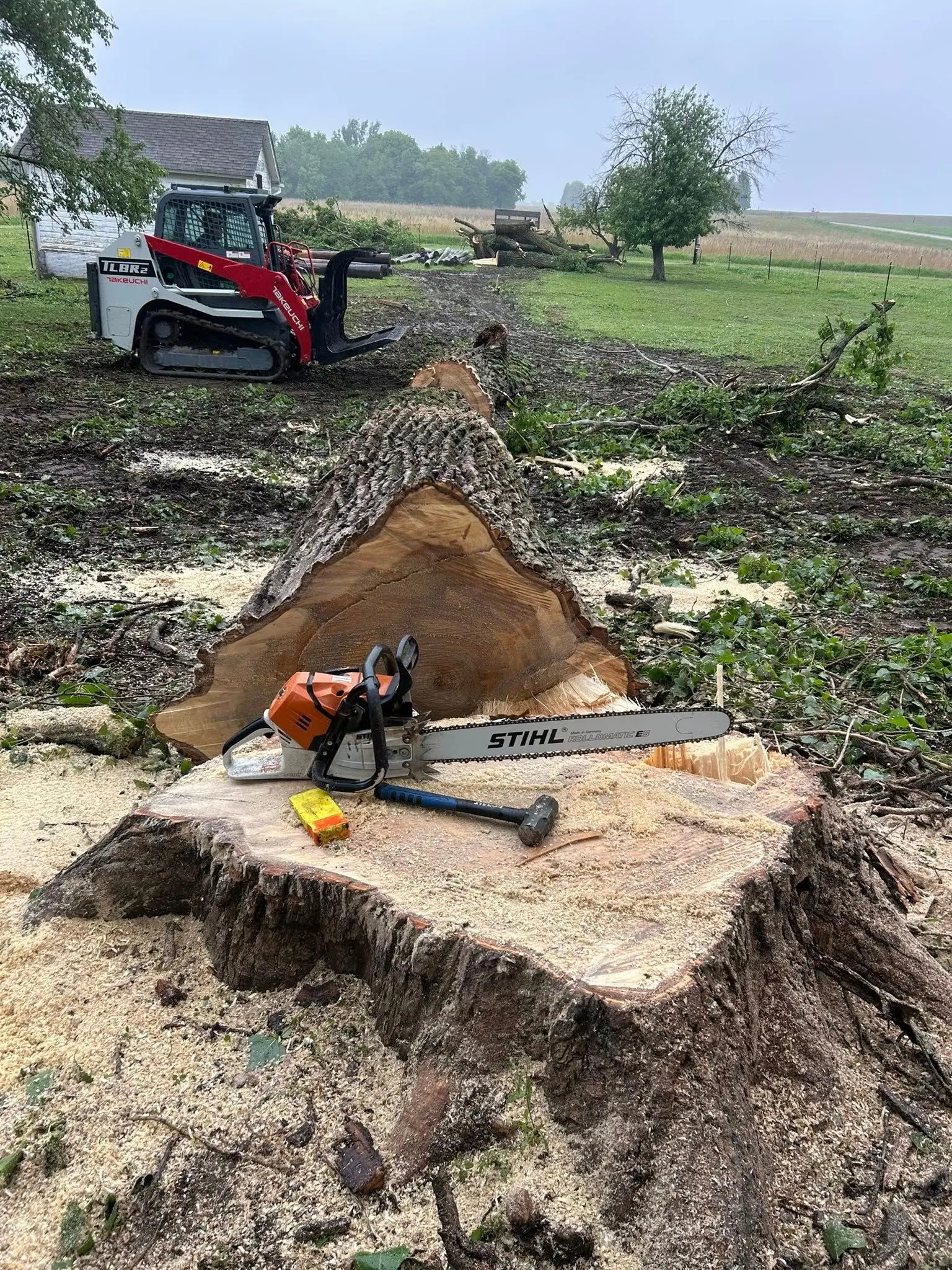 Large freshly cut oak stump and felled trunk in a rural yard with sawdust scattered around, a Stihl chainsaw, hammer and wedge resting on the stump, and a compact skid-steer loader and logged tree sections in the background
